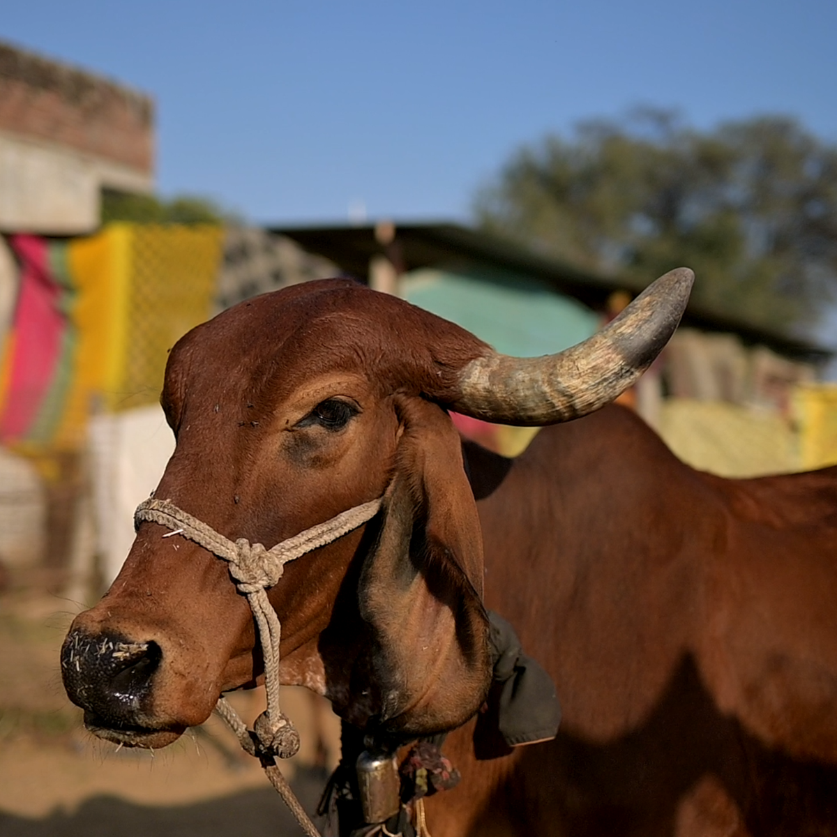 Traditional cow feeding